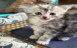 Maine Coon cats for sale: Beautiful 3/4 maincoon kittens  - Image 21