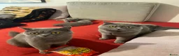 British Shorthair cats for sale:     “Beautiful British Shorthair Kittens” - Advert 7