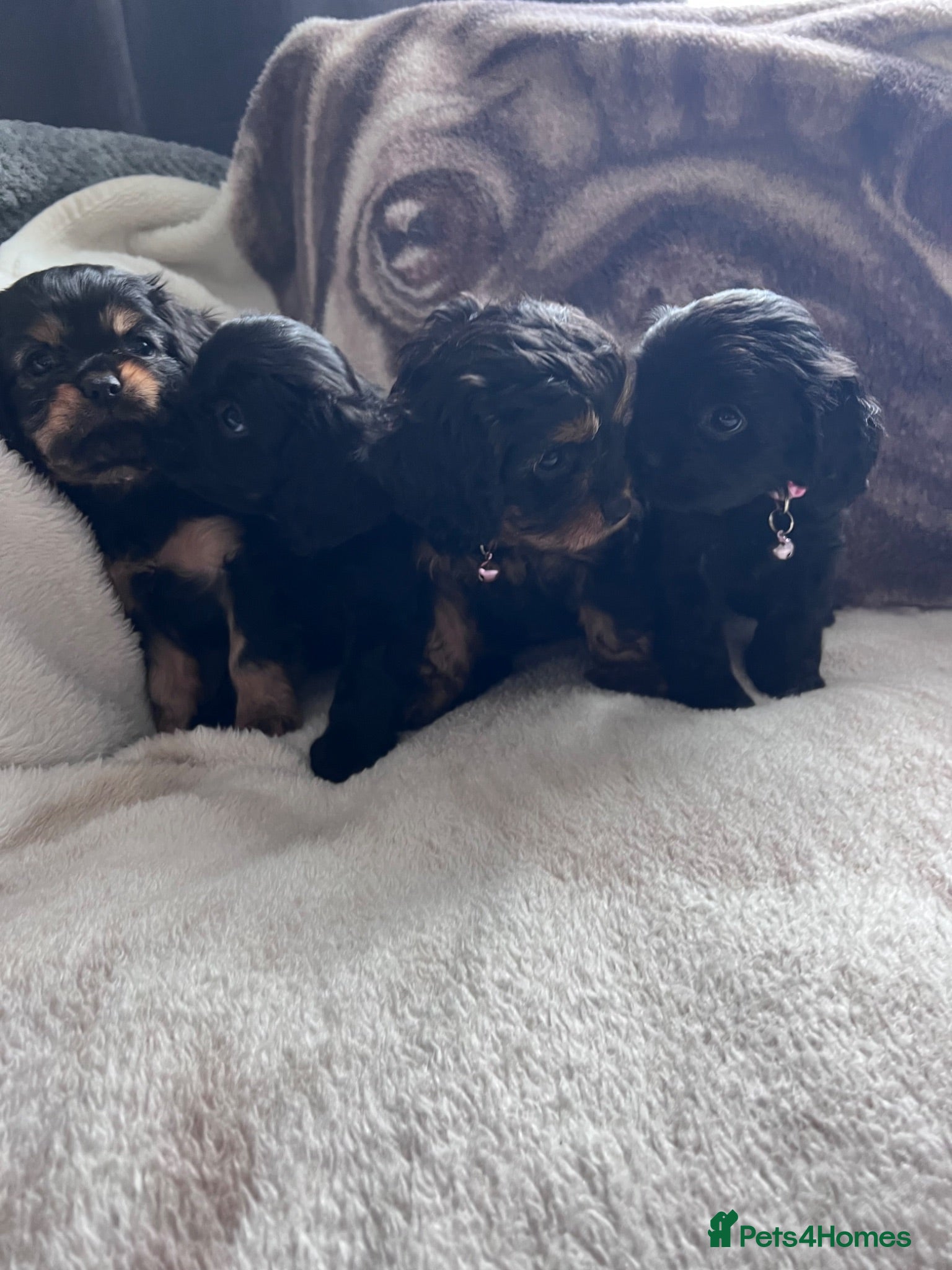 Cavapoo dogs “Reverse Cavapoos” (F1bR)  - Advert 1