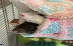 Rat rodents for sale: Two Male rats.  - Image 1