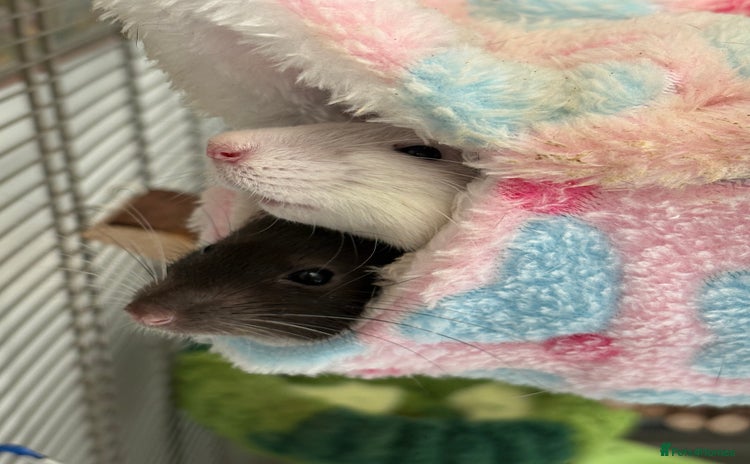Rat rodents - Advert 1