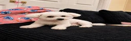 Bichon Frise dogs for sale: Bichon frise - Advert 4