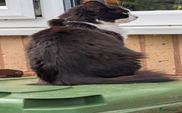 British Longhair cats for sale: Male Cat seeking new home - Image 2