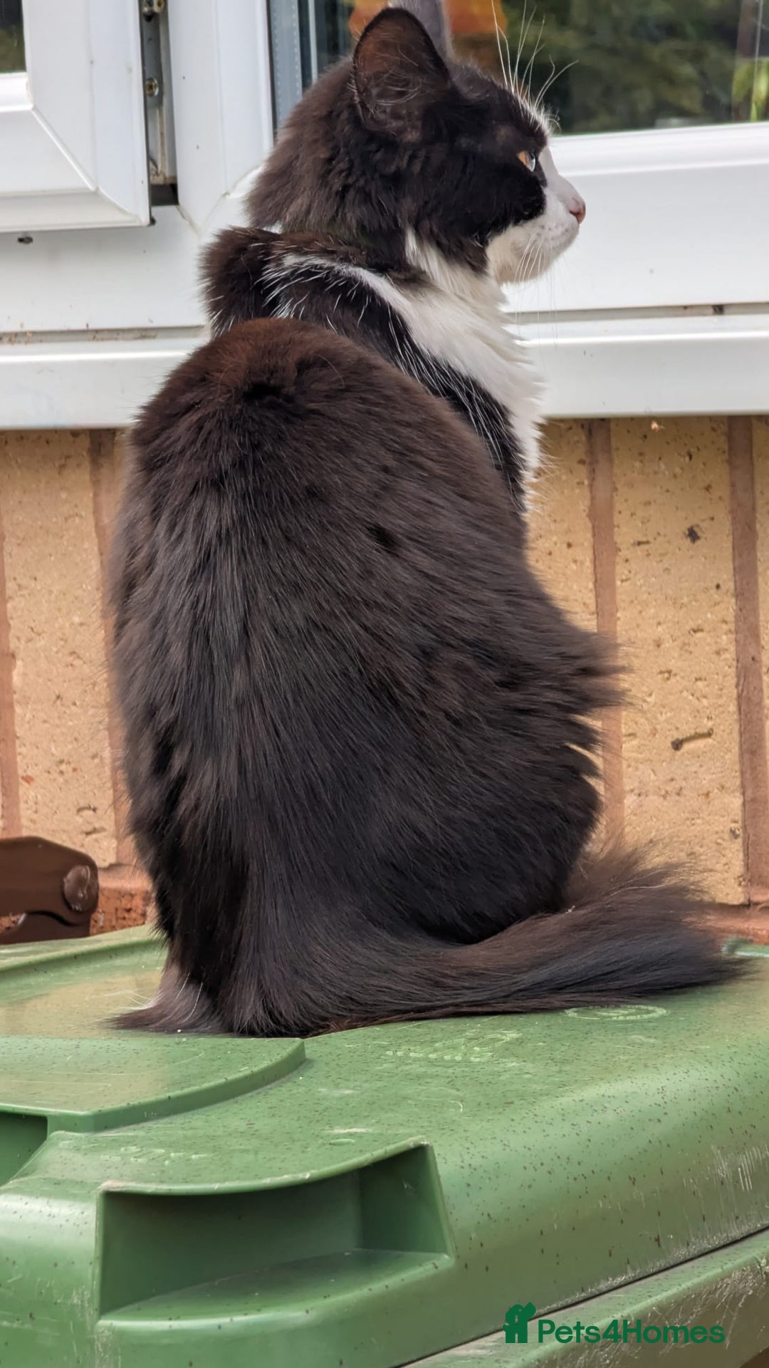 British Longhair cats for sale: Male Cat seeking new home - Image 2