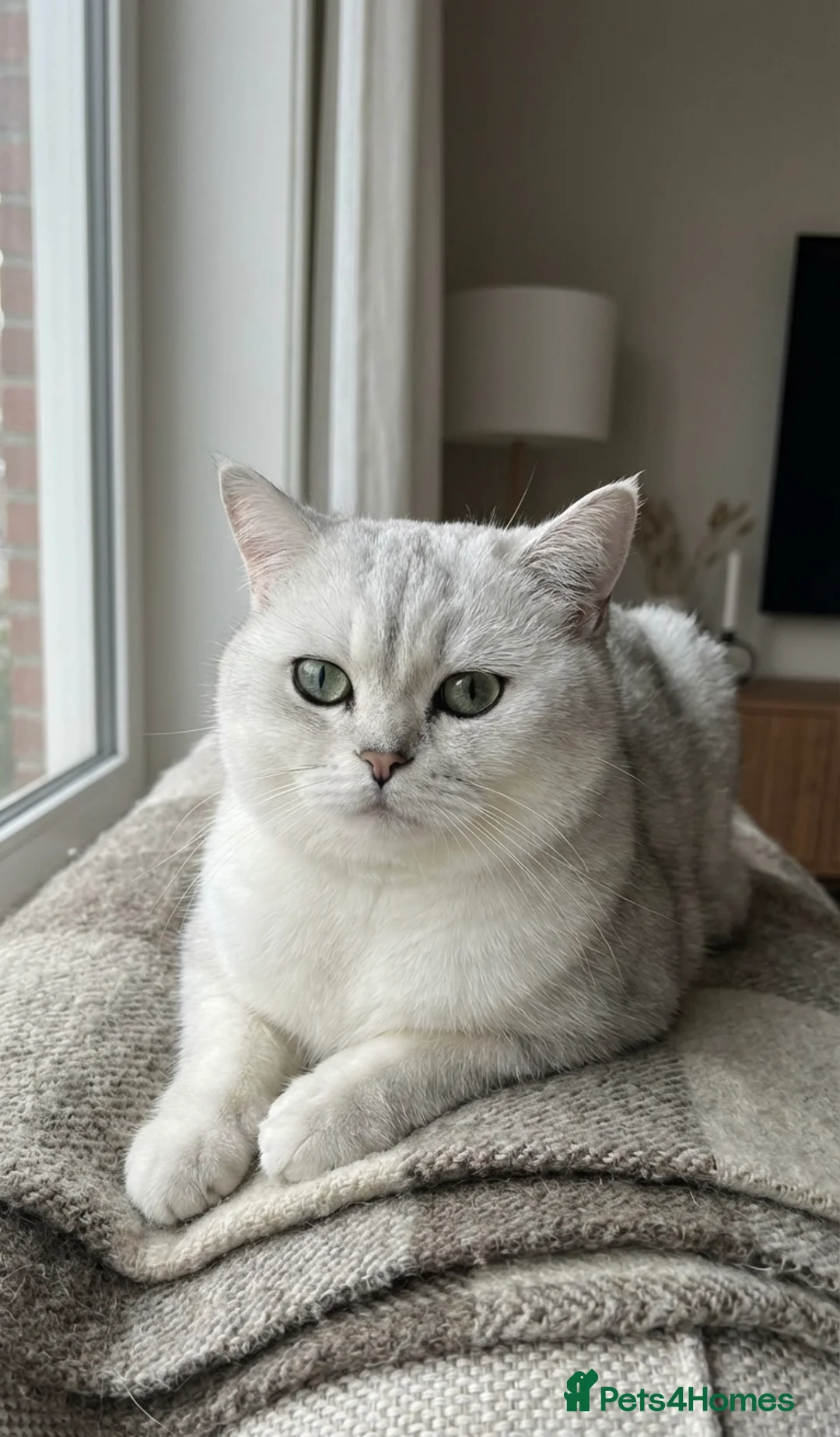 British Shorthair cats for sale: British Shorthair Male - Advert 4