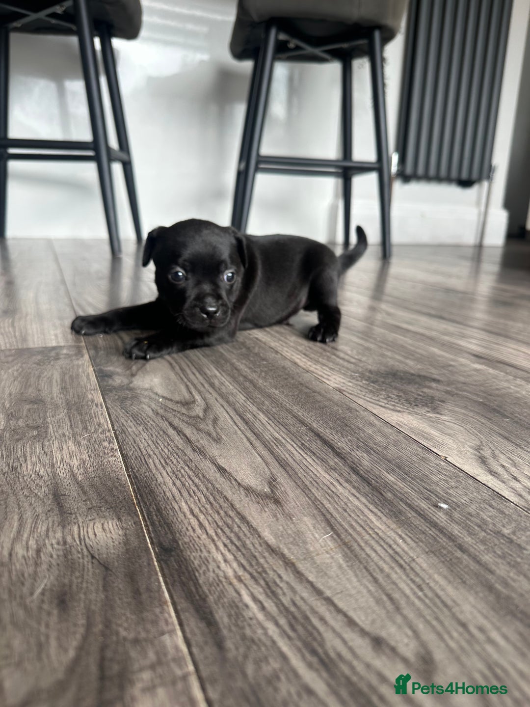 Staffordshire Bull Terrier dogs for sale: 🔥 Stunning Staffordshire Bull Terriers 🔥 - Image 13