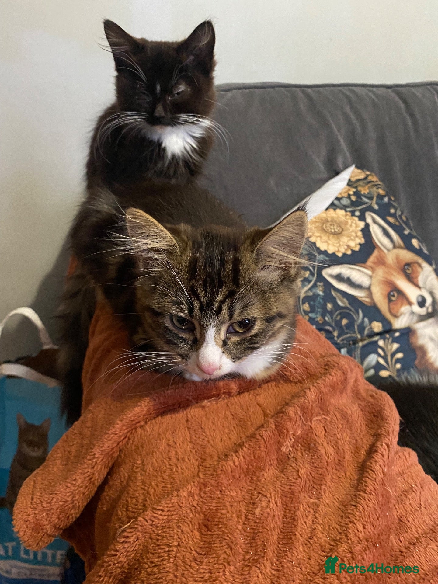 Mixed Breed cats Black male kitten  - Advert 1