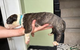 Bull Terrier dogs for sale: 💥 ENGLISH BULL TERRIERS   💥 - Image 21