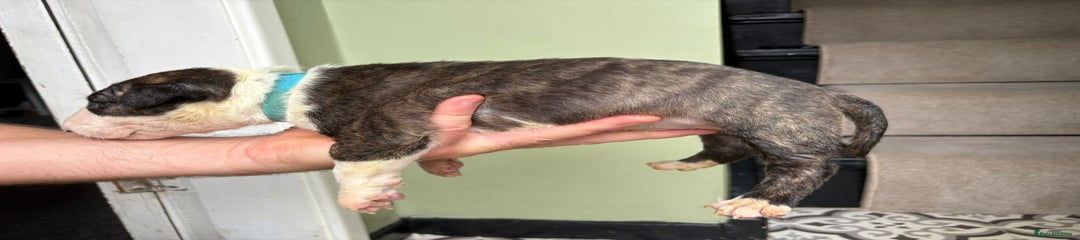 Bull Terrier Puppy 2