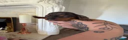 Dachshund dogs for sale: Stunning dachshund babies  - Advert 4