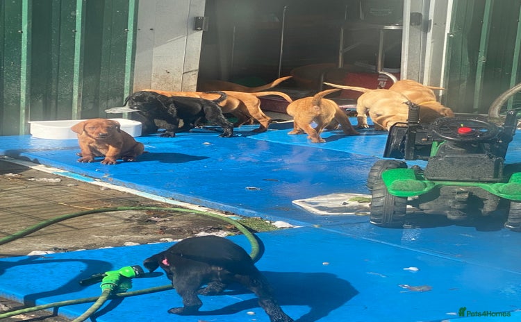 Labrador Retriever dogs - Advert 12