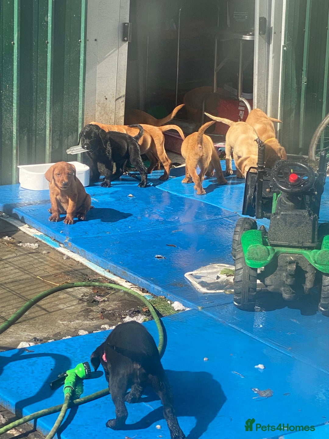 Labrador Retriever dogs for sale: Kc Labrador puppy ALLinjectionsfleawormchipinsured - Image 2