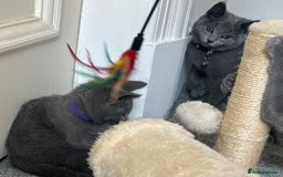 Russian Blue cats for sale: Russian Blue Kitten - Image 21