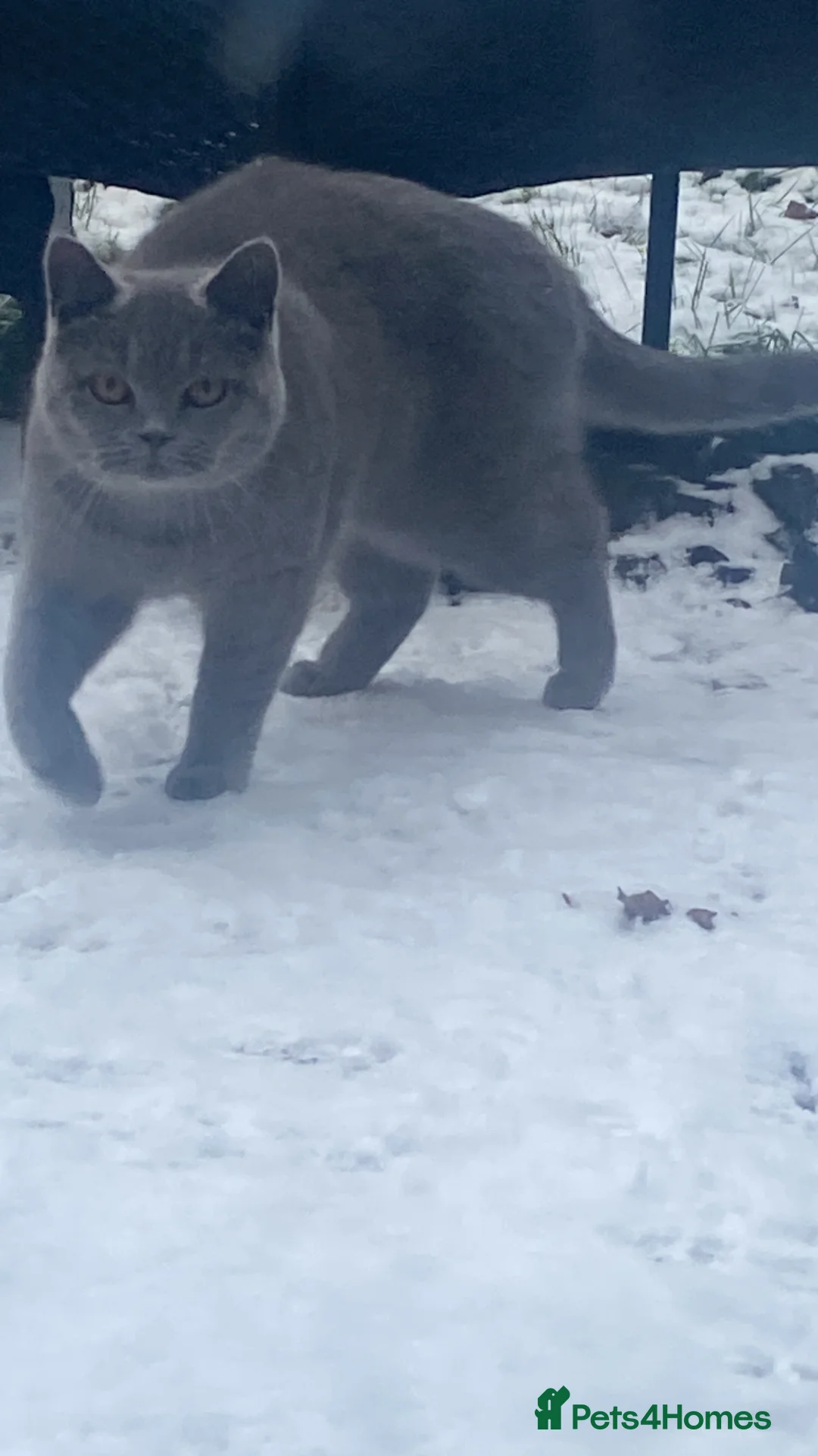 British Shorthair cats for sale: Beautiful British Shorthaired kittens - Advert 15