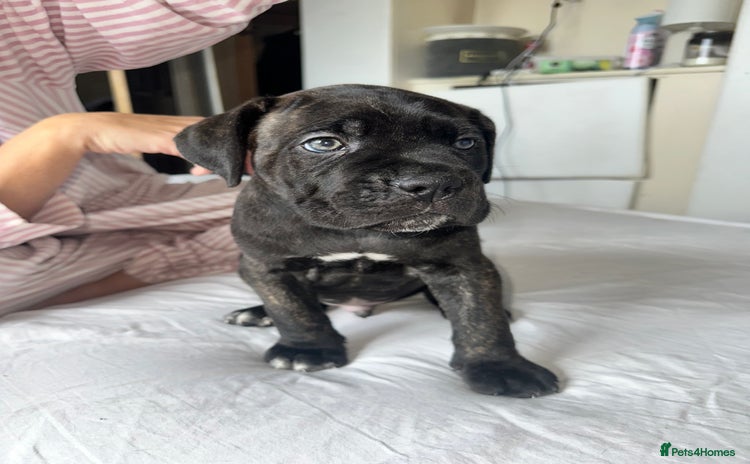 Cane Corso dogs Last 1 boys left  ICCF registered Cane Corso   - Advert 10