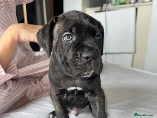 Cane Corso dogs Last 1 boys left ICCF registered Cane Corso - Advert 5