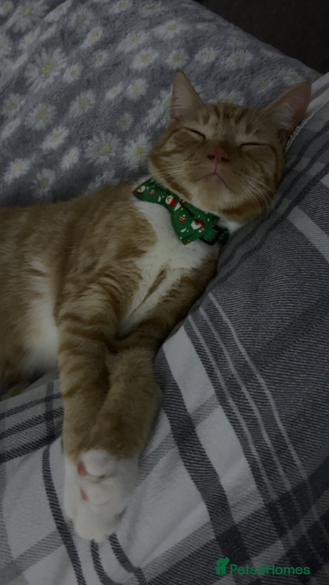 Mixed Breed cats for sale: 8month old male kitten - Advert 6