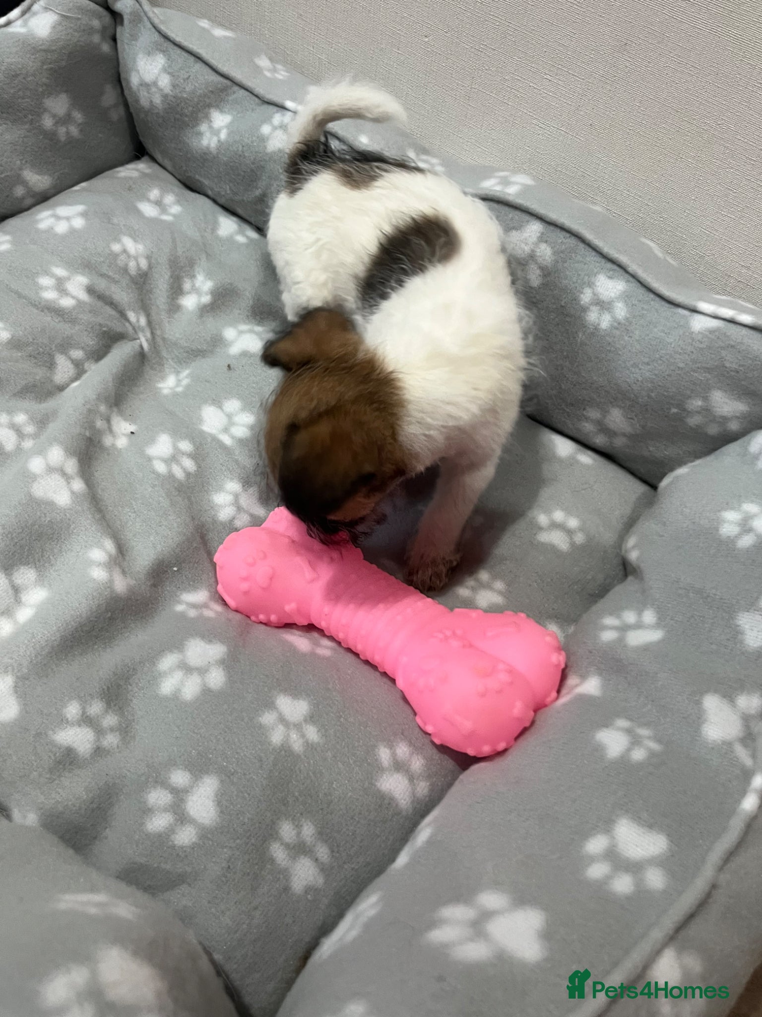 Jack Russell dogs for sale: Gorgeous tiny Jack Russell‘s in High Wycombe - Advert 4