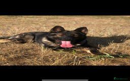 German Shepherd dogs for sale: READY NOW CZECH LINE GERMAN SHEPHERD PUPPIES!! - Image 12