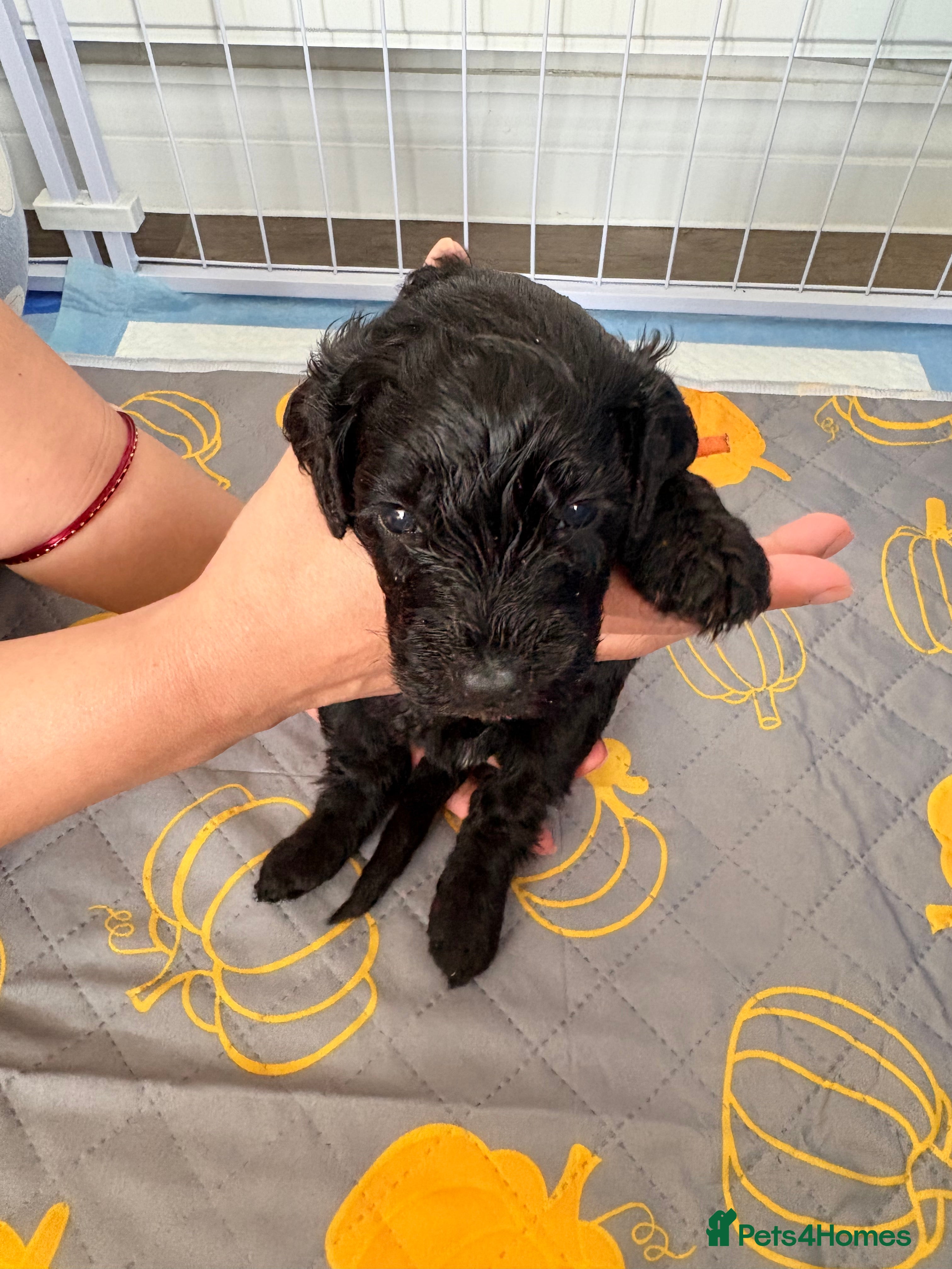 Cockapoo dogs Gorgeous Rainbow Litter of Teddy Bear Puppies! 🐾 - Advert 2