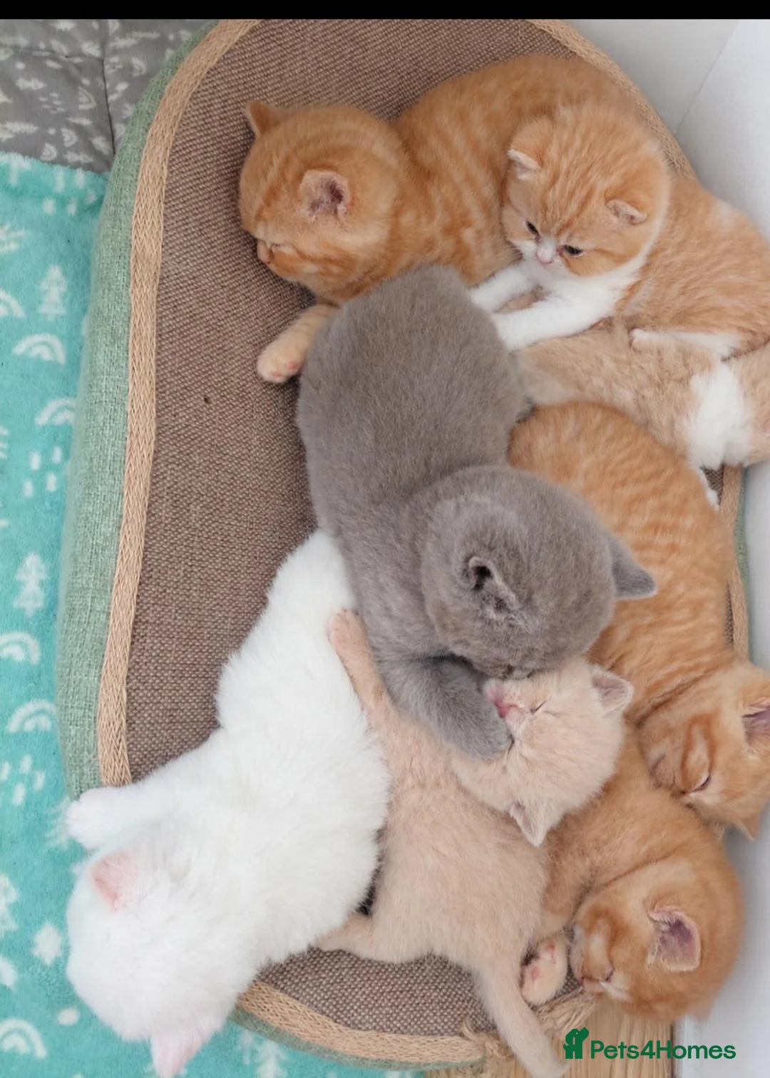 British Shorthair cats for sale: British Shorthair Kittens - Advert 2