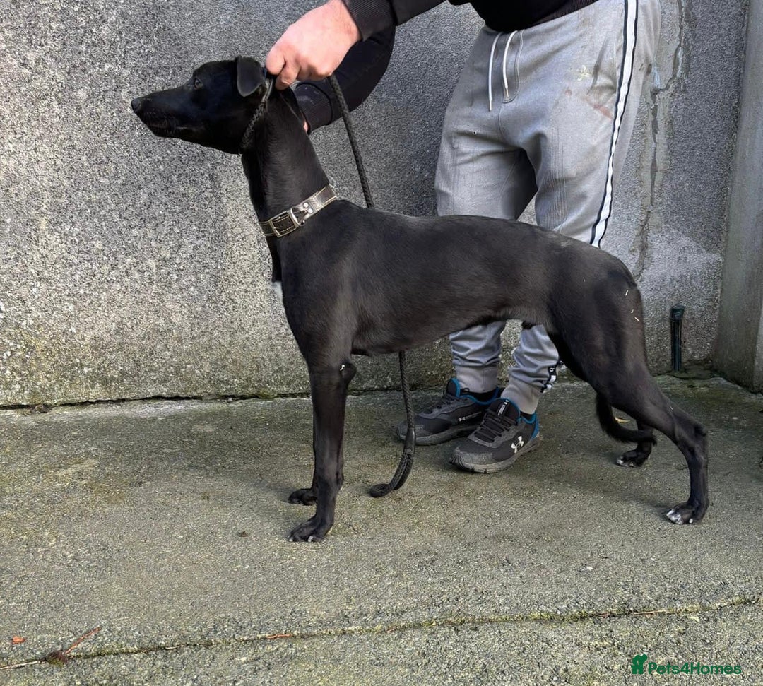 Staffy Cross Husky Lurcher 2+ Hundred Staffy Cross Royalty-Free - Main Image