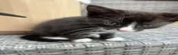 Mixed Breed cats for sale: Beautiful kittens  in Hereford - Advert 14
