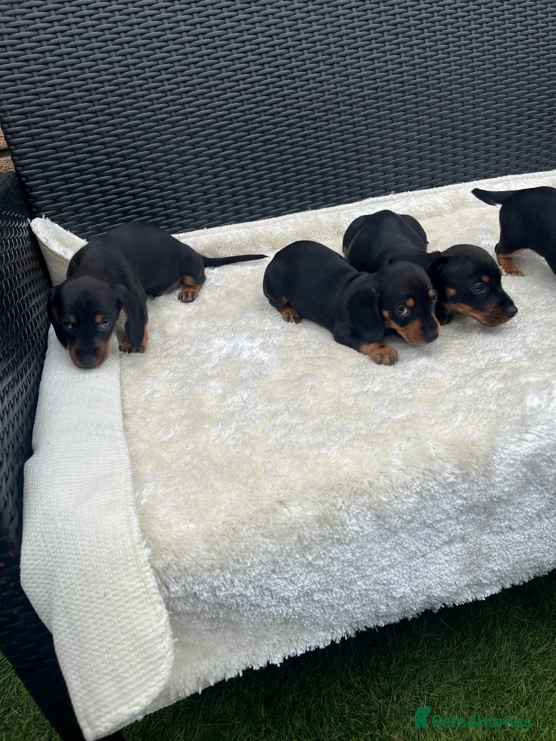 Dachshund dogs for sale: Dachshund puppies - Image 3
