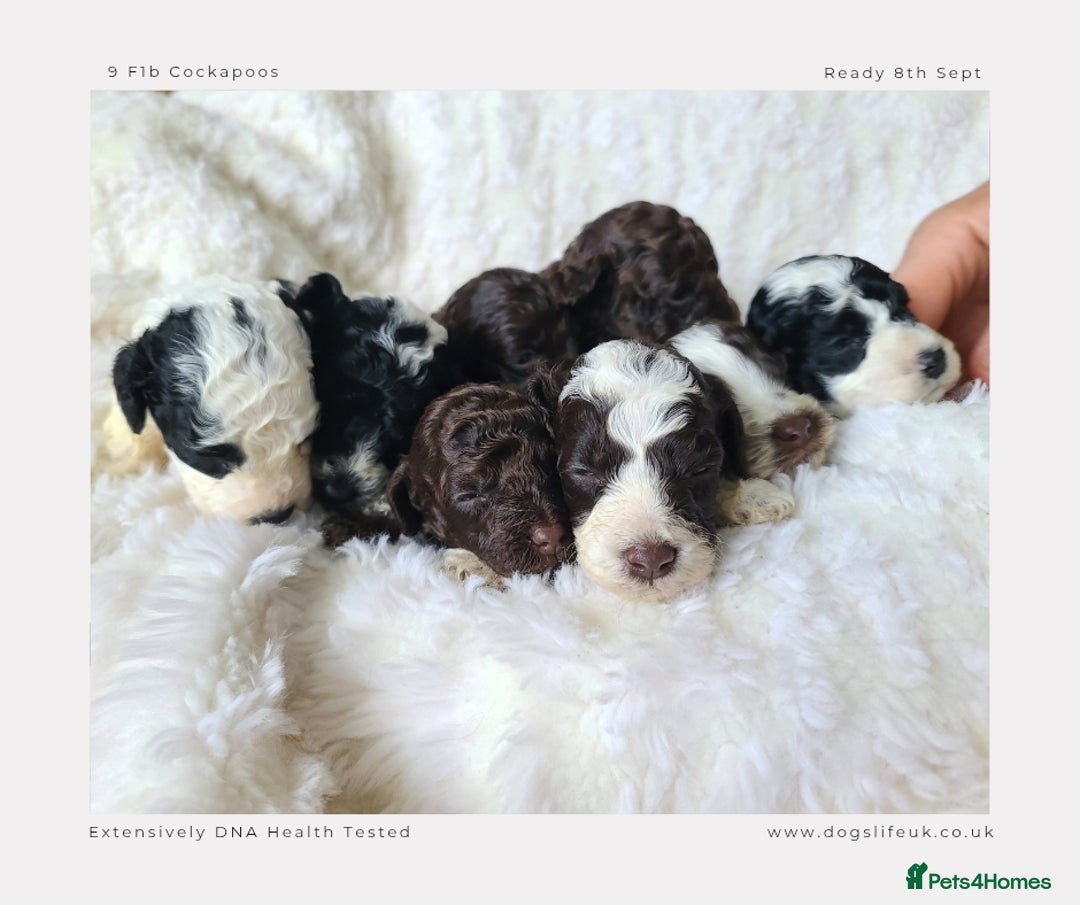 Cockapoo dogs for sale: F1b Toy Cockapoos.Roan & Chocolate.Health Tested. - Image 9