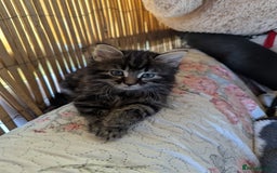 Bombay cats for sale: Different prices Bombay X long hair  - Image 1