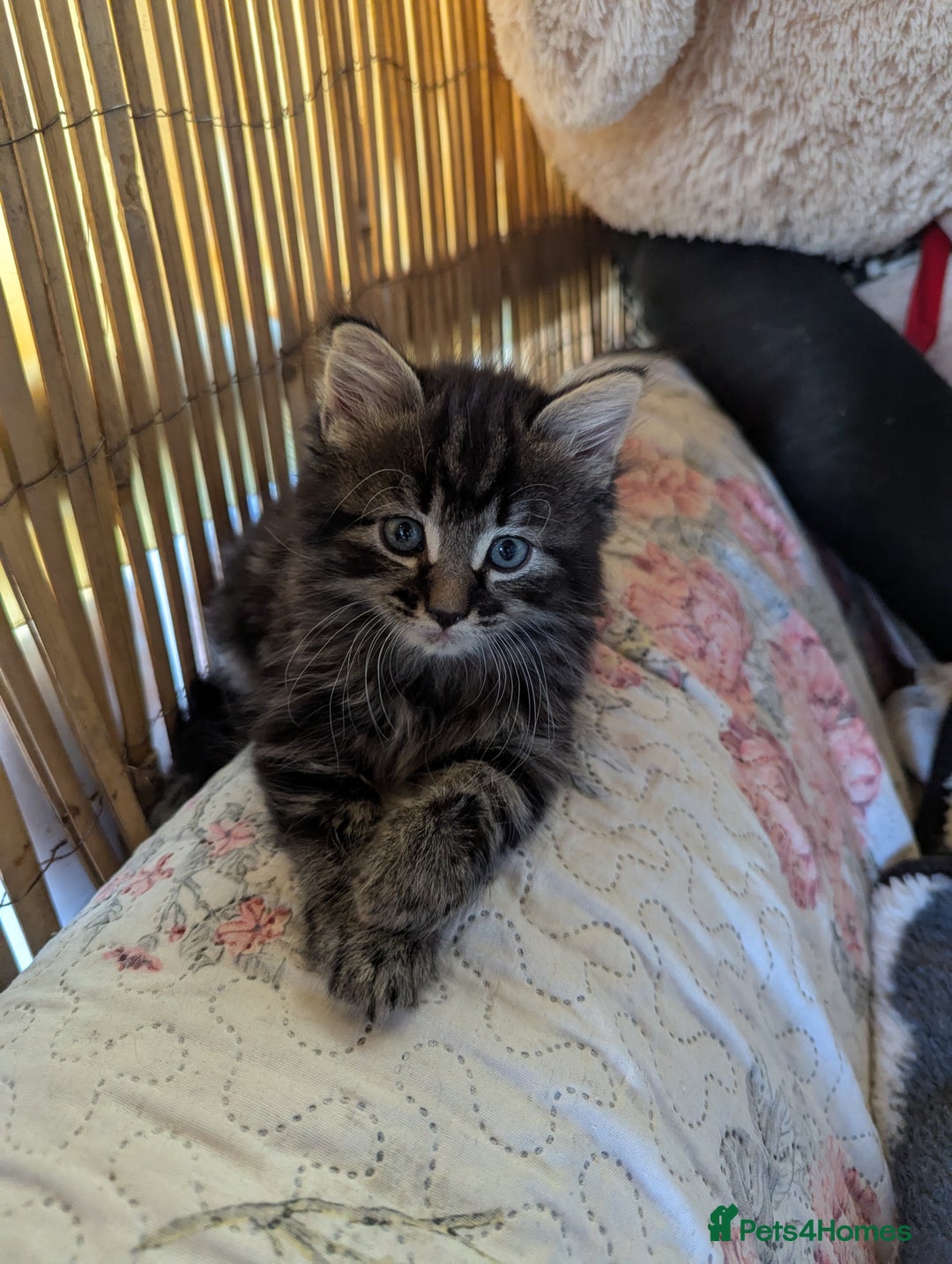 Bombay cats for sale: Different prices Bombay X long hair  - Image 1