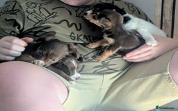 Mixed Breed dogs for sale: Adorable puppies ready 11/10 - Image 14