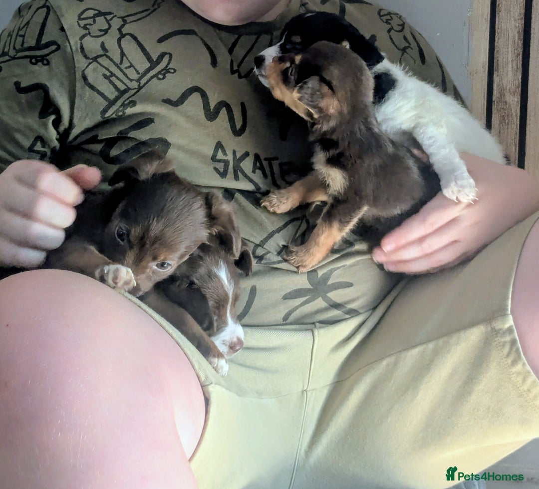 Mixed Breed dogs for sale: Adorable puppies ready 11/10 - Image 14