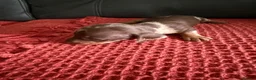 Dachshund dogs for sale: 7 Puppies Available  - Advert 7