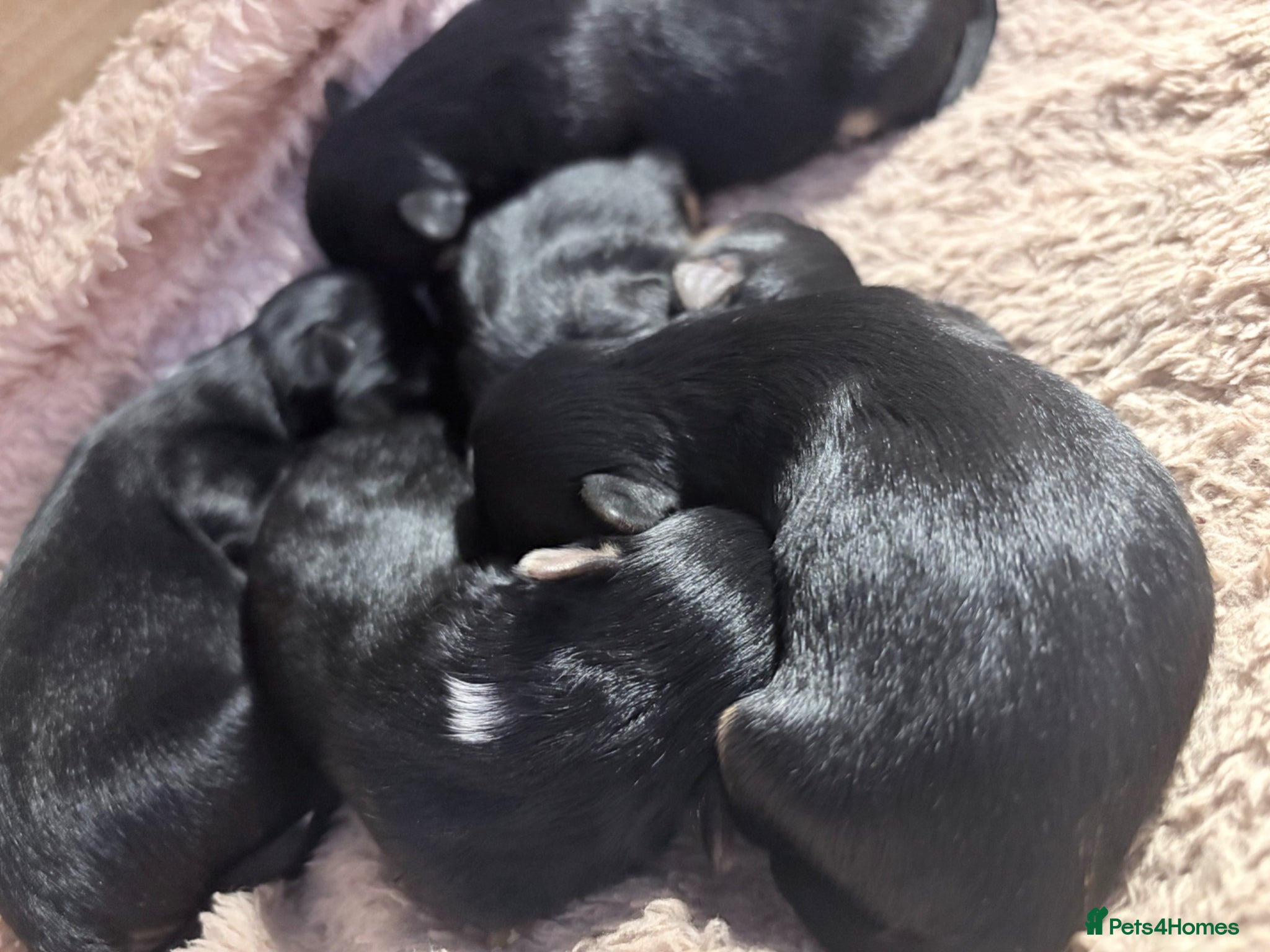 Yorkshire Terrier dogs Luxury Tiny Yorkie  Biewer puppies ✨ - Advert 14