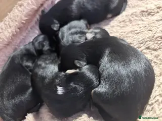 Yorkshire Terrier dogs Luxury Tiny Yorkie Biewer puppies ✨ - Advert 14