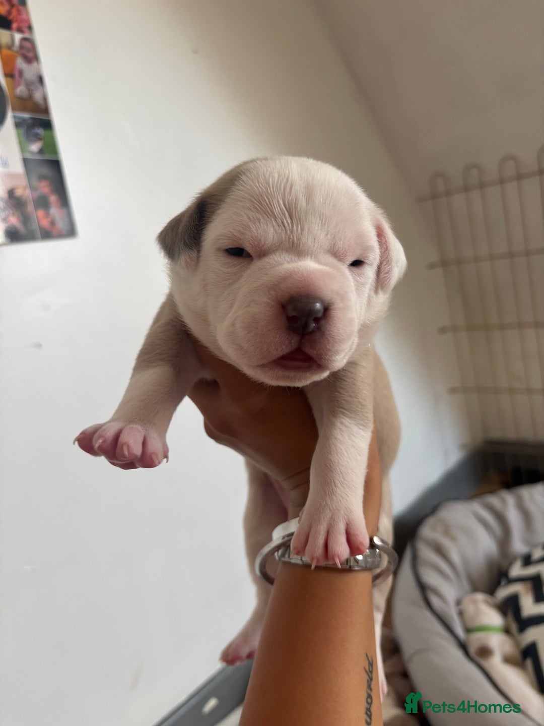 American Bulldog dogs for sale: American bulldogs - Image 19