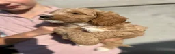 Cockapoo dogs for sale: Cockapoo Puppies - Advert 9
