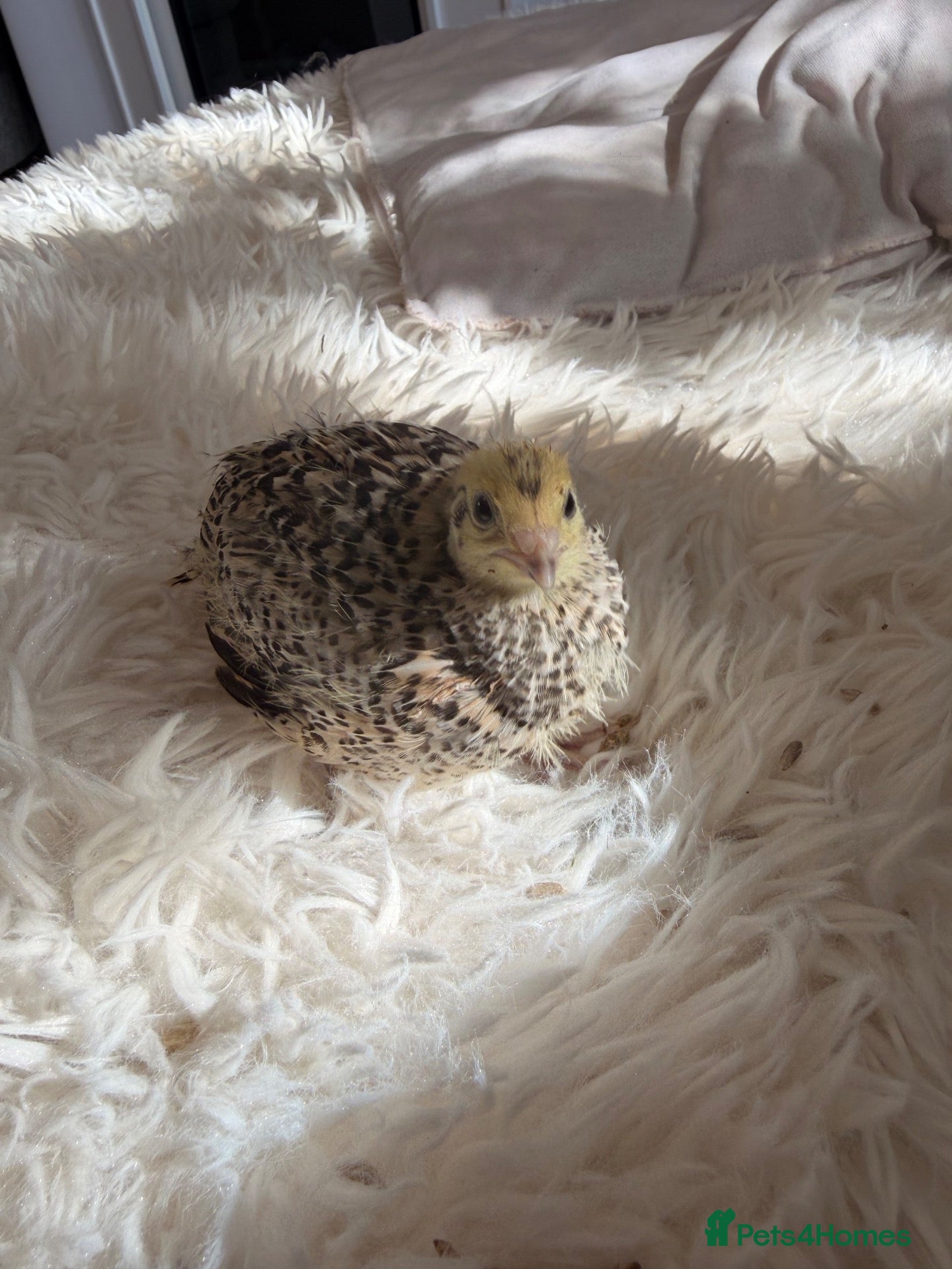 Quail poultry Female Coturnix x4  - Advert 1