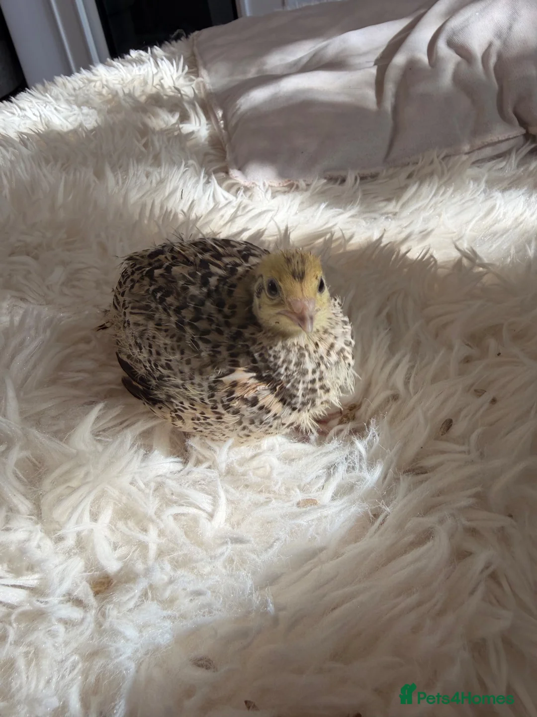 Quail poultry for sale: Female Coturnix x4  - Advert 1