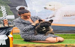 French Bulldog dogs for stud: International Champion French Bulldog for Stud - Image 12
