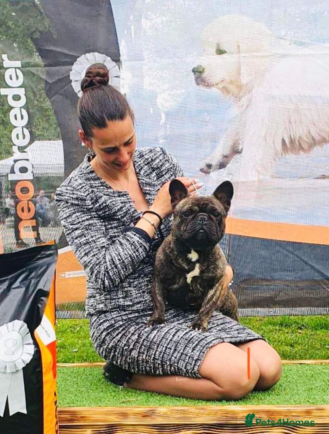 French Bulldog dogs for stud: International Champion French Bulldog for Stud - Image 12
