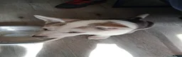 Huskita dogs for sale: Huskita  Puppies - Advert 2