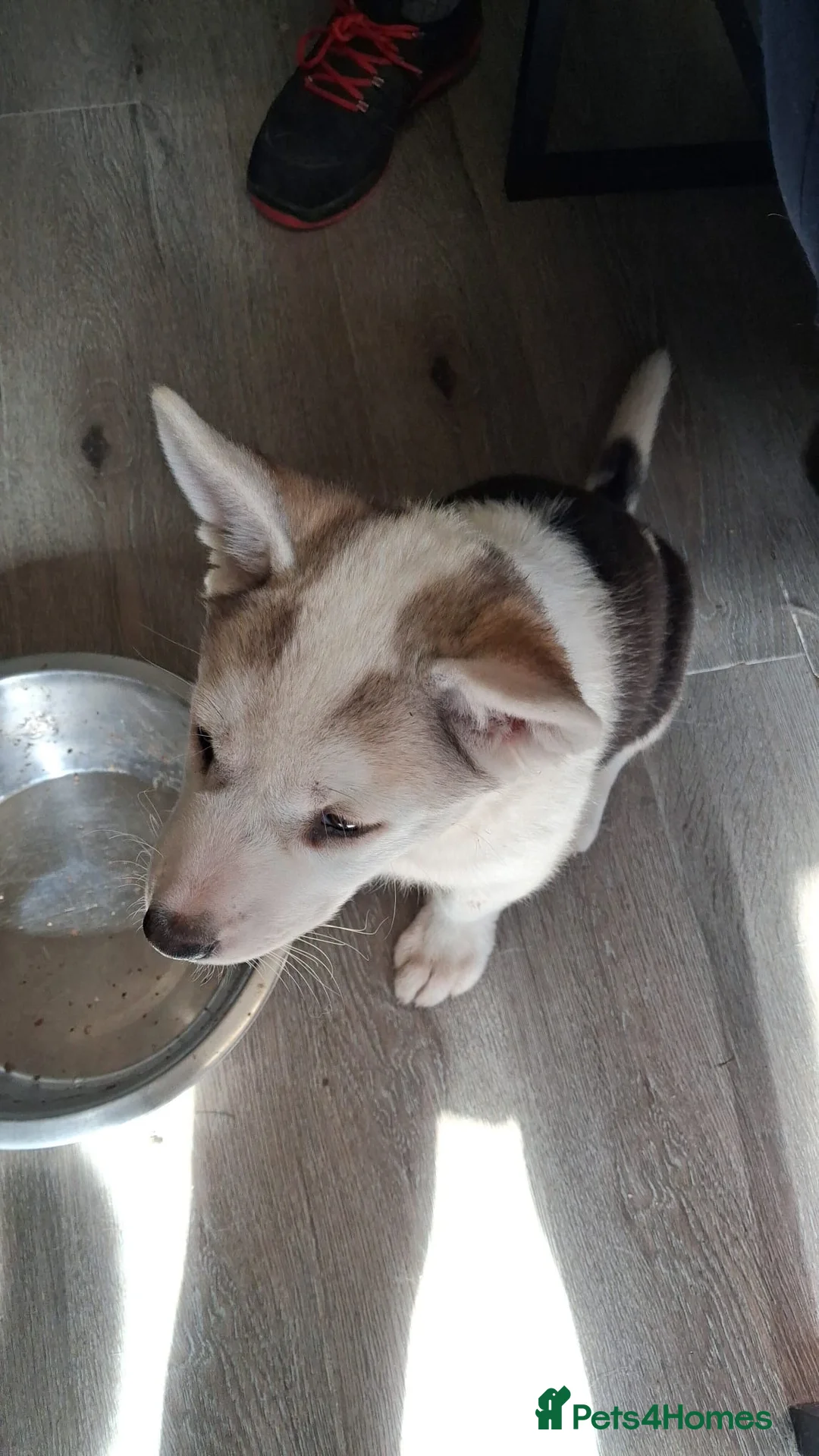 Huskita dogs for sale: Huskita  Puppies - Advert 2