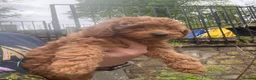 Cavapoo dogs for sale: One left - Gorgeous Cavapoo Puppies  - Advert 6