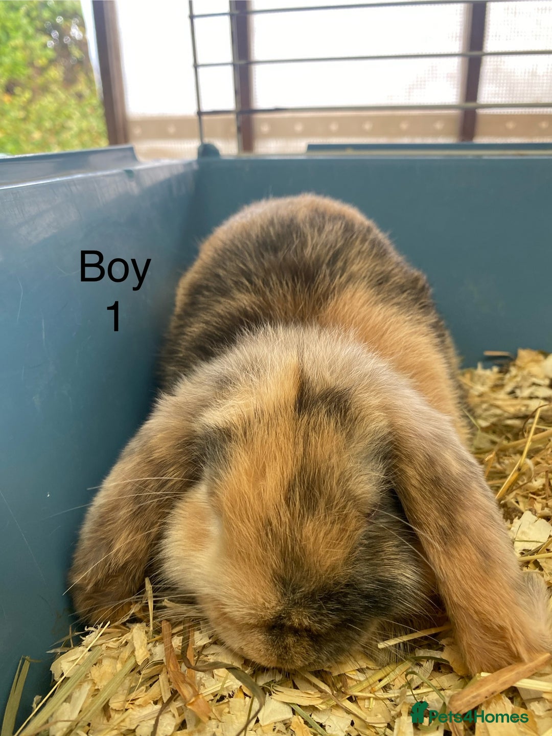 Mini Lop rabbits for sale: Mini lop bunnies  - Image 9