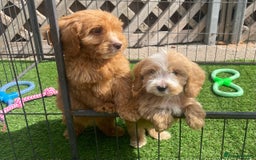 Cockapoo dogs for sale: Adorable F1 cockapoo pups NOW READY  - Image 22