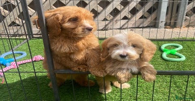Cockapoo dogs - Advert 5