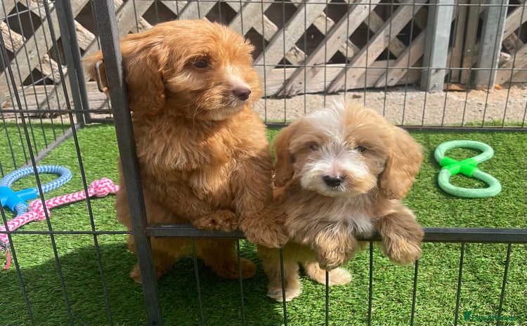 Cockapoo dogs - Advert 6