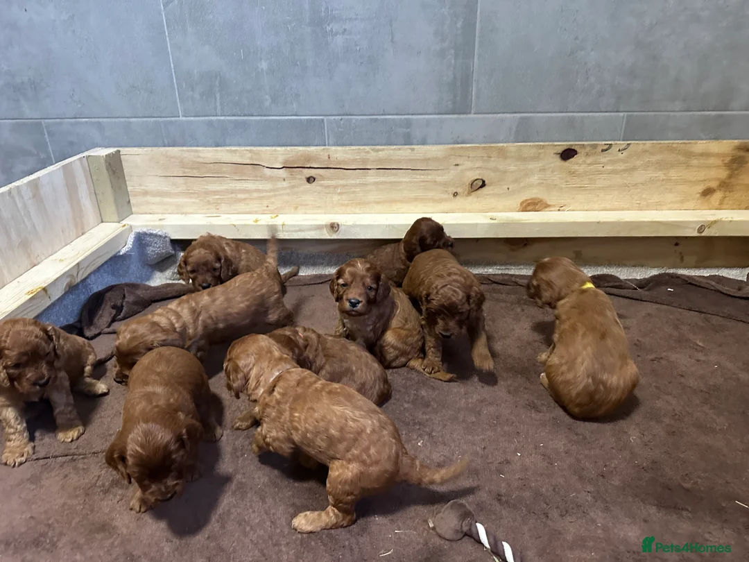 Irish Doodle dogs for sale: F1 Mini irishdoodle (JUST 1 LEFT) - Advert 5